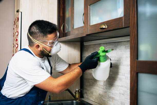 Insect Control in Ingram, TX