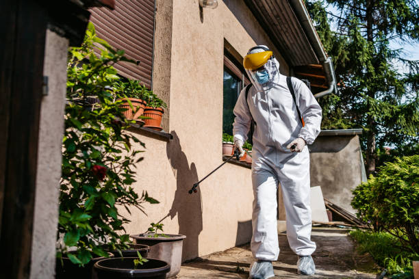 Best Wasp Removal Services  in Ingram, TX