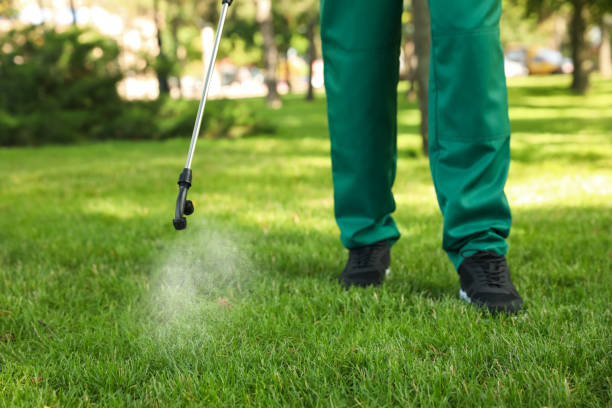 Best Termite Control Services  in Ingram, TX