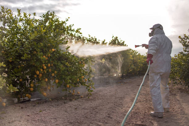 Best Exterminator Services  in Ingram, TX