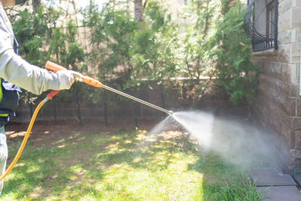 Best Flea Control Services  in Ingram, TX