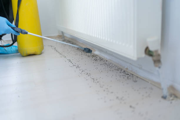 Best Pest Control Cost  in Ingram, TX