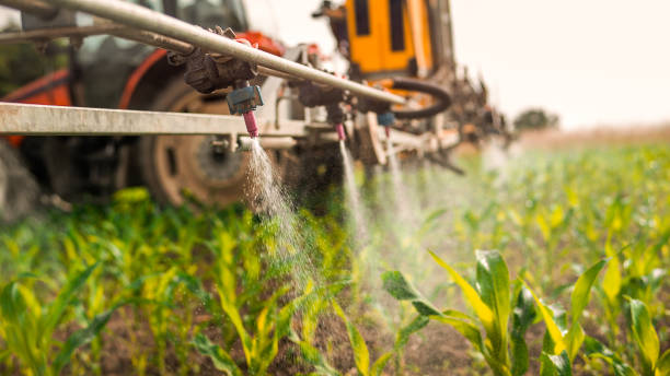 Best Ant Control Services  in Ingram, TX